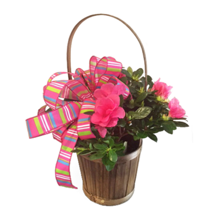 Basket Azalea | Floral Express Little Rock