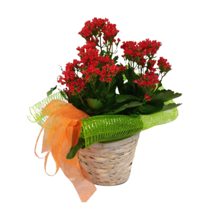 Kalanchoe Plant | Floral Express Little Rock