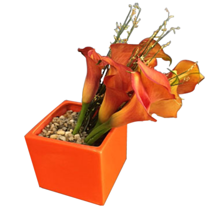 Callas In A Box | Floral Express Little Rock
