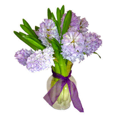 Hyacinths in Spring | Floral Express Little Rock