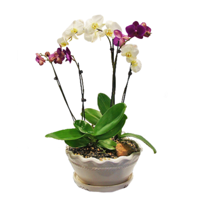 Purple & White Orchids | Floral Express Little Rock
