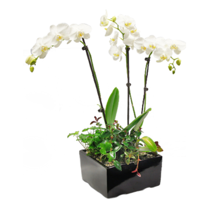 Classy Phalaenopsis | Floral Express Little Rock