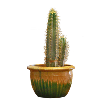 Cactus | Floral Express Little Rock