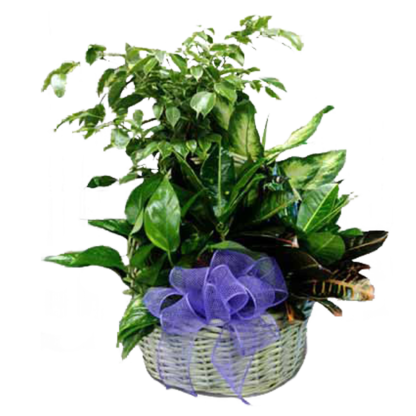 Garden With Purple Bow | Floral Express Little Rock