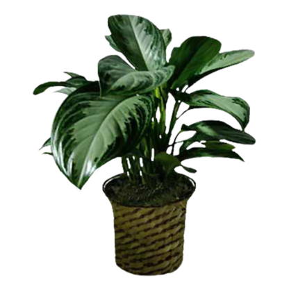 Chinese Evergreen | Floral Express Little Rock