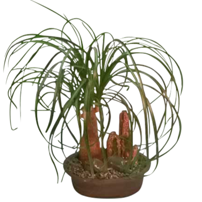 Ponytail Palm | Floral Express Little Rock