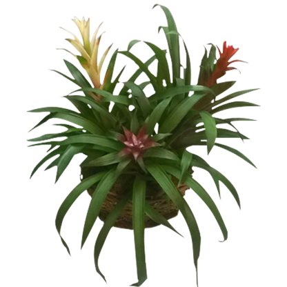Bromeliad Trio | Floral Express Little Rock