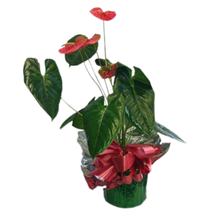 Gift Wrapped Anthurium | Floral Express Little Rock