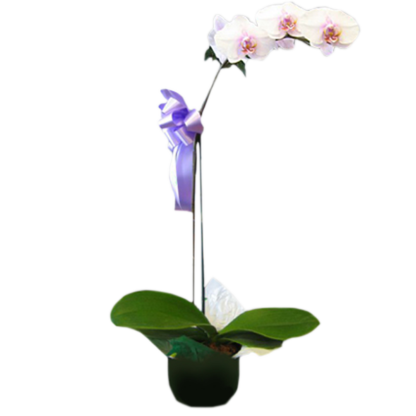 Phalaenopsis Orchid Plant | Floral Express Little Rock