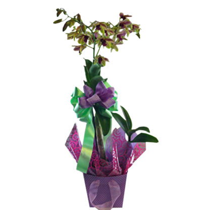 Gift Wrapped Orchids | Floral Express Little Rock