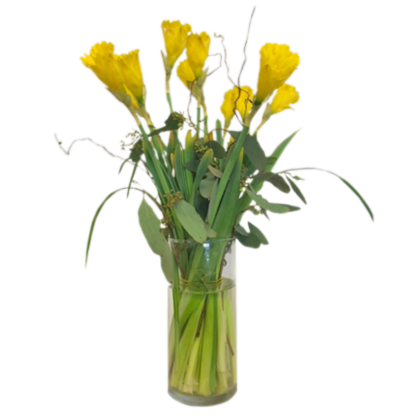 Dashing Daffodils | Floral Express Little Rock