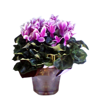 Cyclamen Plant | Floral Express Little Rock