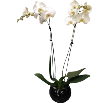 A Phalaenopsis Orchid | Floral Express Little Rock