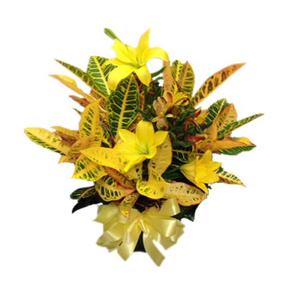 Croton With Fresh | Floral Express Little Rock