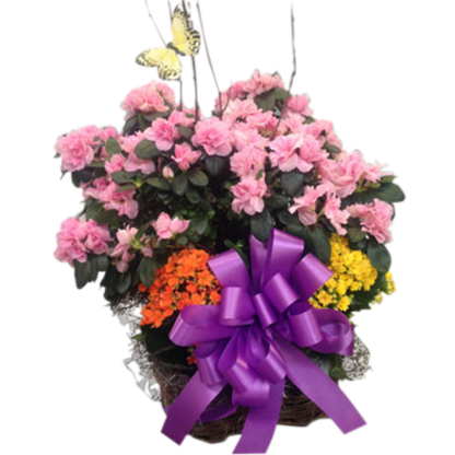 Azalea & More | Floral Express Little Rock