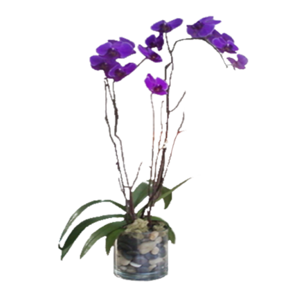 Purple Phalaenopsis Orchid | Floral Express Little Rock