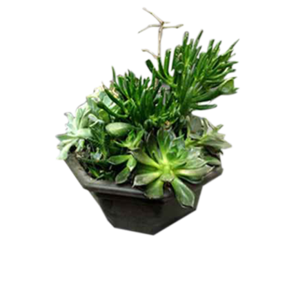 A Garden of Succulent Plants | Floral Express Little Rock