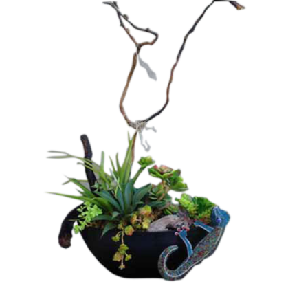 Chameleon Succulents | Floral Express Little Rock