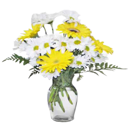 Daisies In The Sun | Floral Express Little Rock