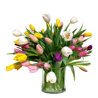 Tulips | Floral Express Little Rock