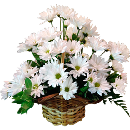 Daisy Basket | Floral Express Little Rock