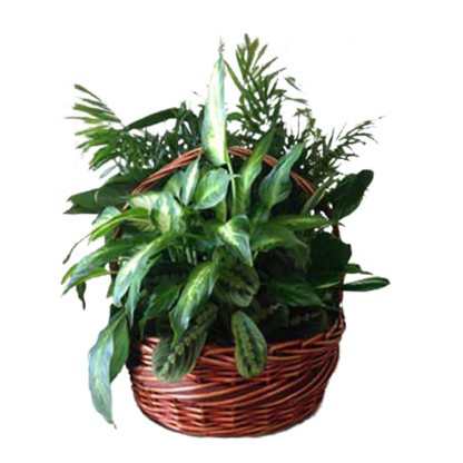 Garden in a Basket | Floral Express Little Rock