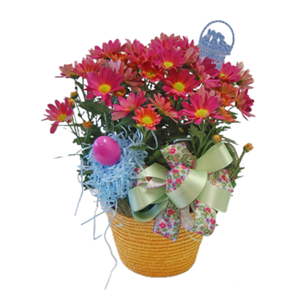Easter Mum | Floral Express Little Rock