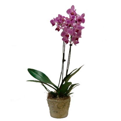 Potted Purple Phalaenopsis | Floral Express Little Rock