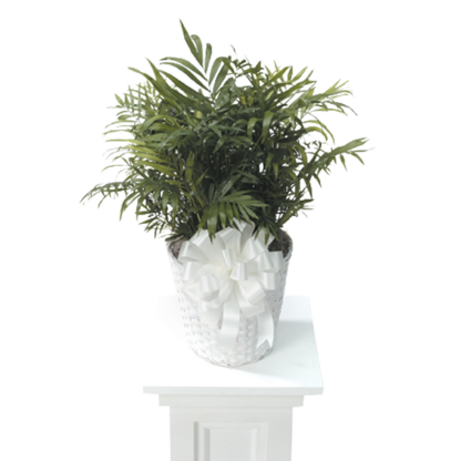 Palm Plant | Floral Express Little Rock