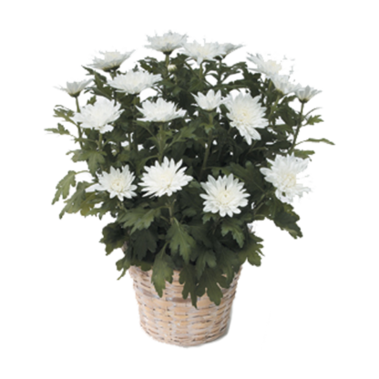 Chrysanthemum | Floral Express Little Rock
