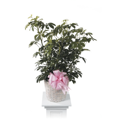 Arboricola | Floral Express Little Rock