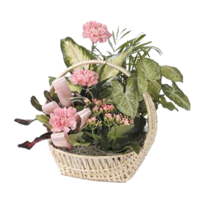 Dish Garden with Pink Carnations | Floral Express Little Rock