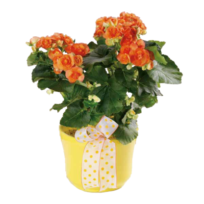 Beguiling Begonia | Floral Express Little Rock
