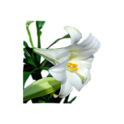Easter Lily Plant | Floral Express Little Rock
