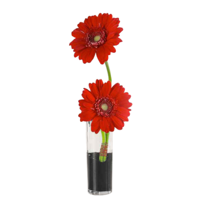 Gerberas in a Cylinder | Floral Express Little Rock