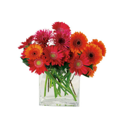Charming Gerberas | Floral Express Little Rock